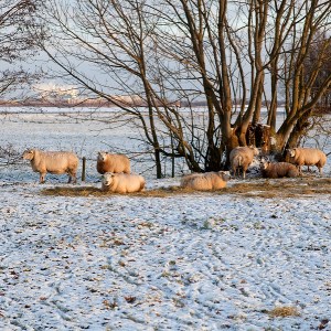 Xmas sheep.jpg